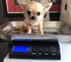 Miniatur Spielzeug Australian Chihuahua. text uns auf 580 729-6143