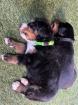 Berner Sennenhund Welpen